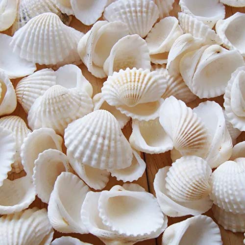 SEAJIAYI Small Tiny Sea Shells White Clam Bulk Natural Seashell for DIY  Craft Home Decor Vase Fillers Small (Pack of 1)
