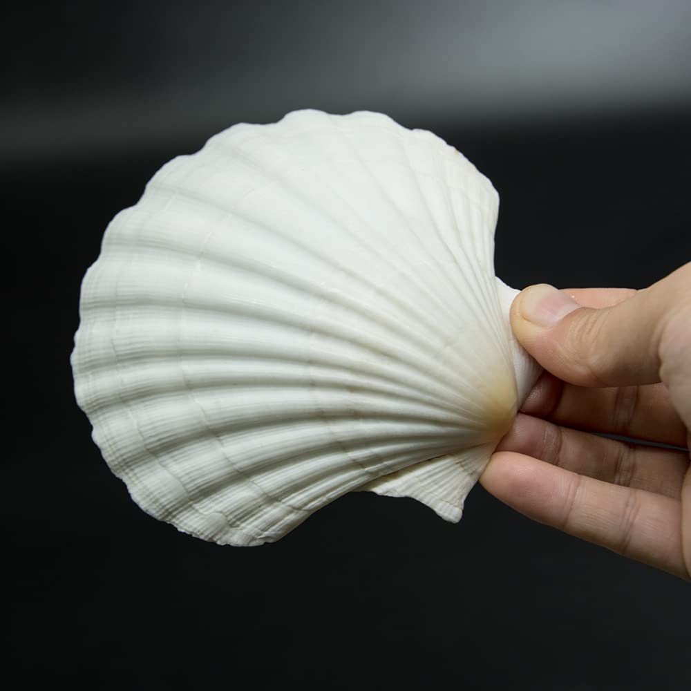 Large Natural Sea Shell Decoration