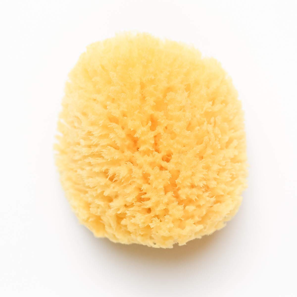 Natural Sea Sponge 4