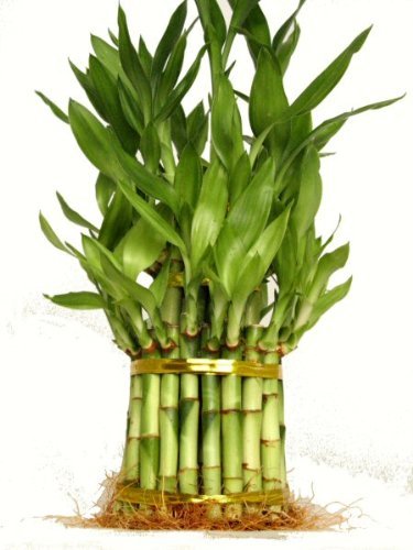 Lucky Bamboo - Individual Bamboo Sticks from ; Our lucky  bamboo stalks are selected from the Taiwan species which are stronger and  thicker when compared to the more commonly sold China species.