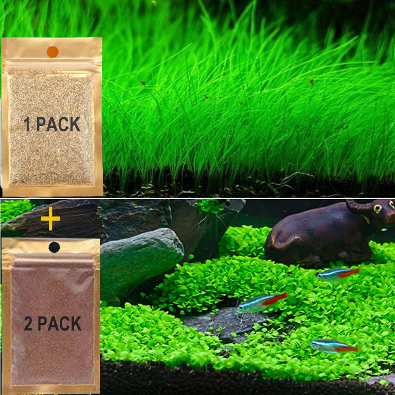 Aquarium Plants Aquatic Water Grass Carpet Seeds 100+