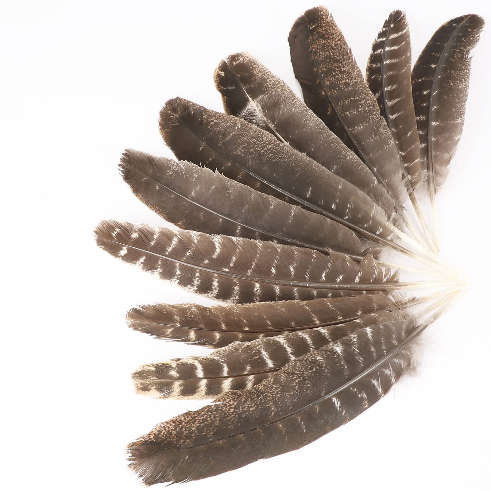 CCINEE 15Pcs Natural Turkey Feather, 10-11 Inches Wild Turkey Feathers for  Craft