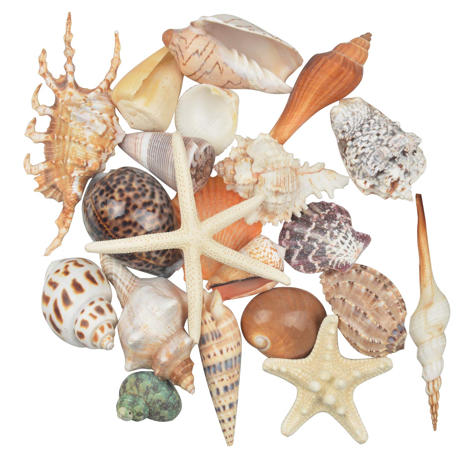 Jangostor 21 PCS Large Sea Shells Mixed Ocean Beach Seashells