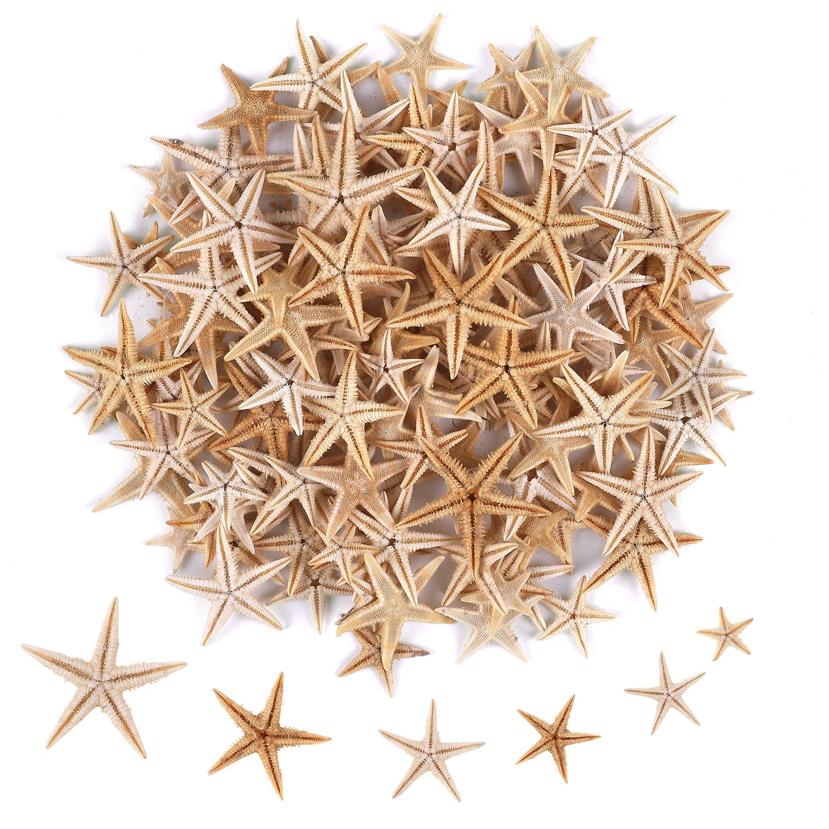gp 14k gold filled starfish shell