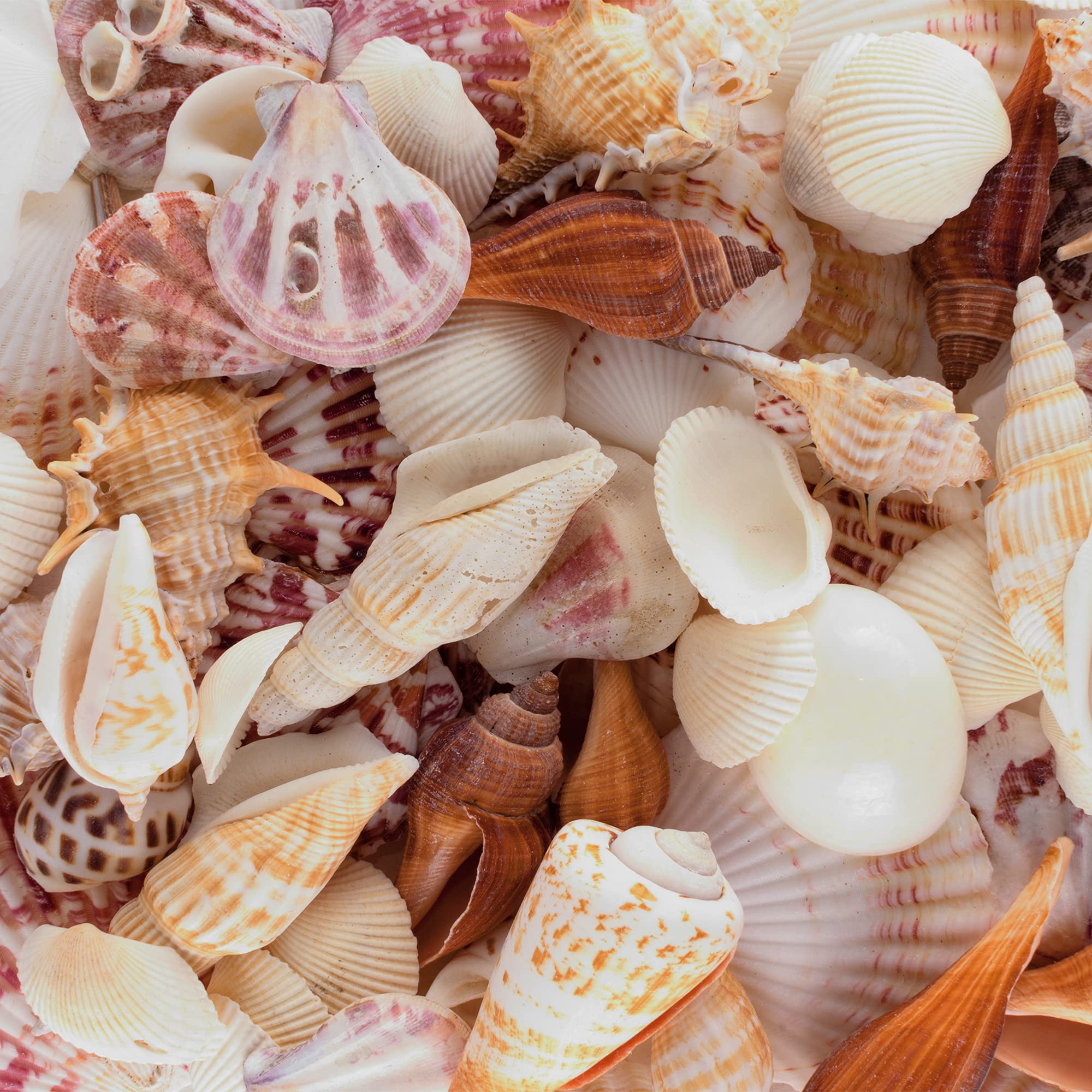 Ocean Shells. Beach Shells. Marine Aquarium Decor, Jewelry Shells