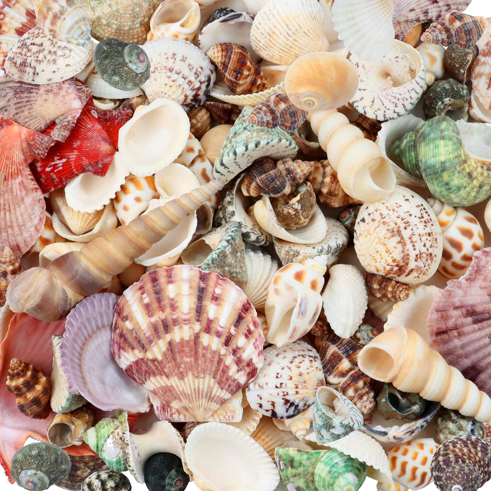 Weoxpr 200pcs Sea Shells Mixed Ocean Beach Seashells, Various