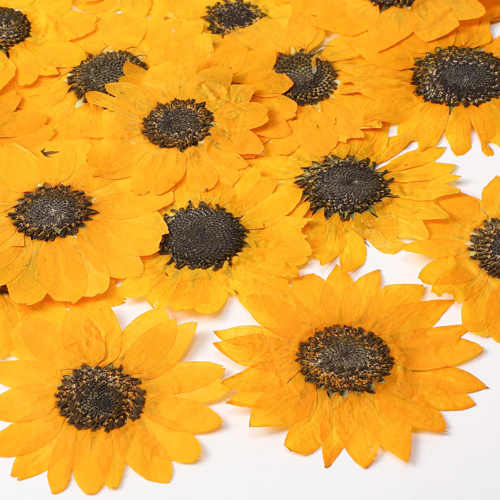 48 Pcs Pressed Flowers for Crafts Dried Pressed Sunflowers for