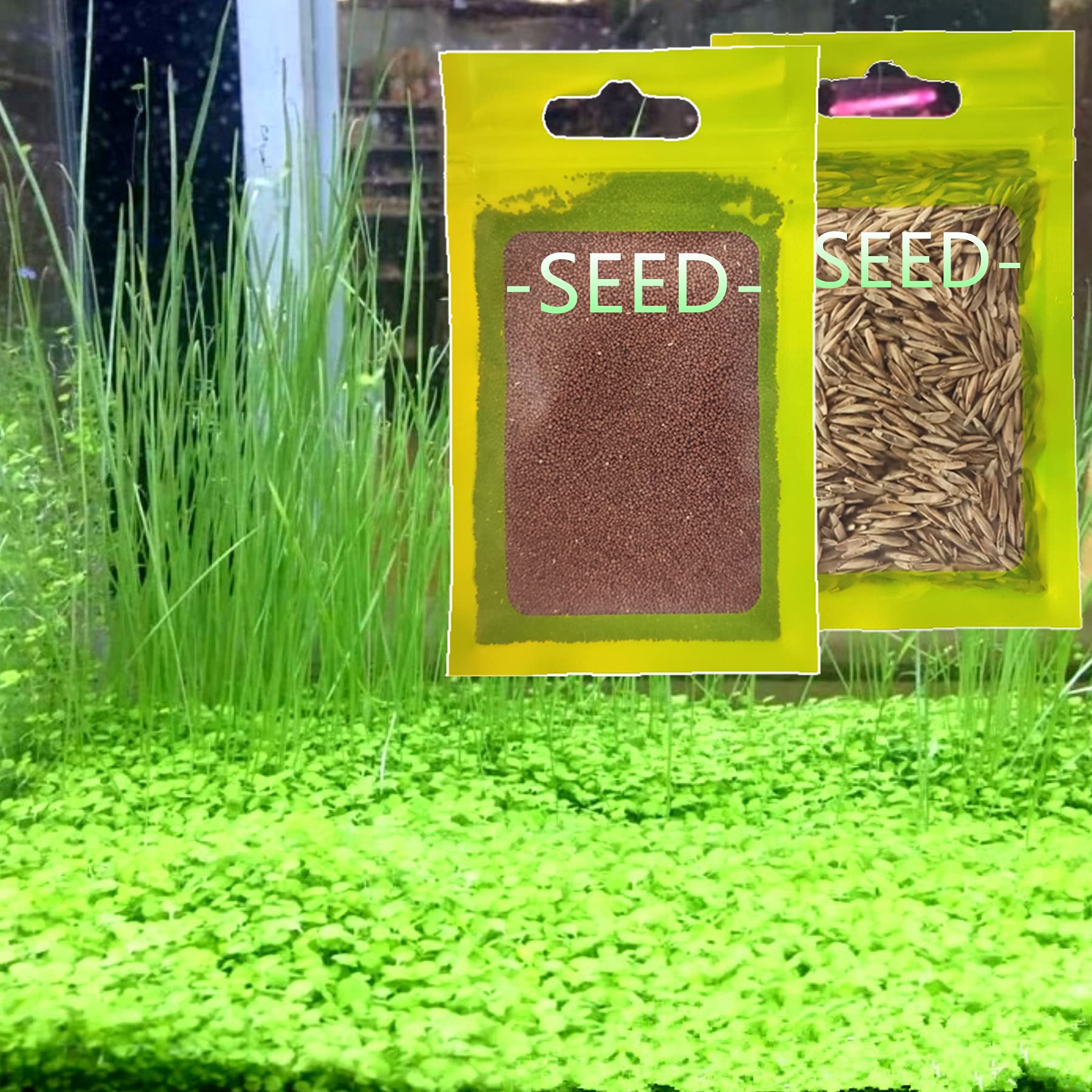 Live Aquarium Plant Seeds Combo,Fresh Water Grass Plants Mini Leaf