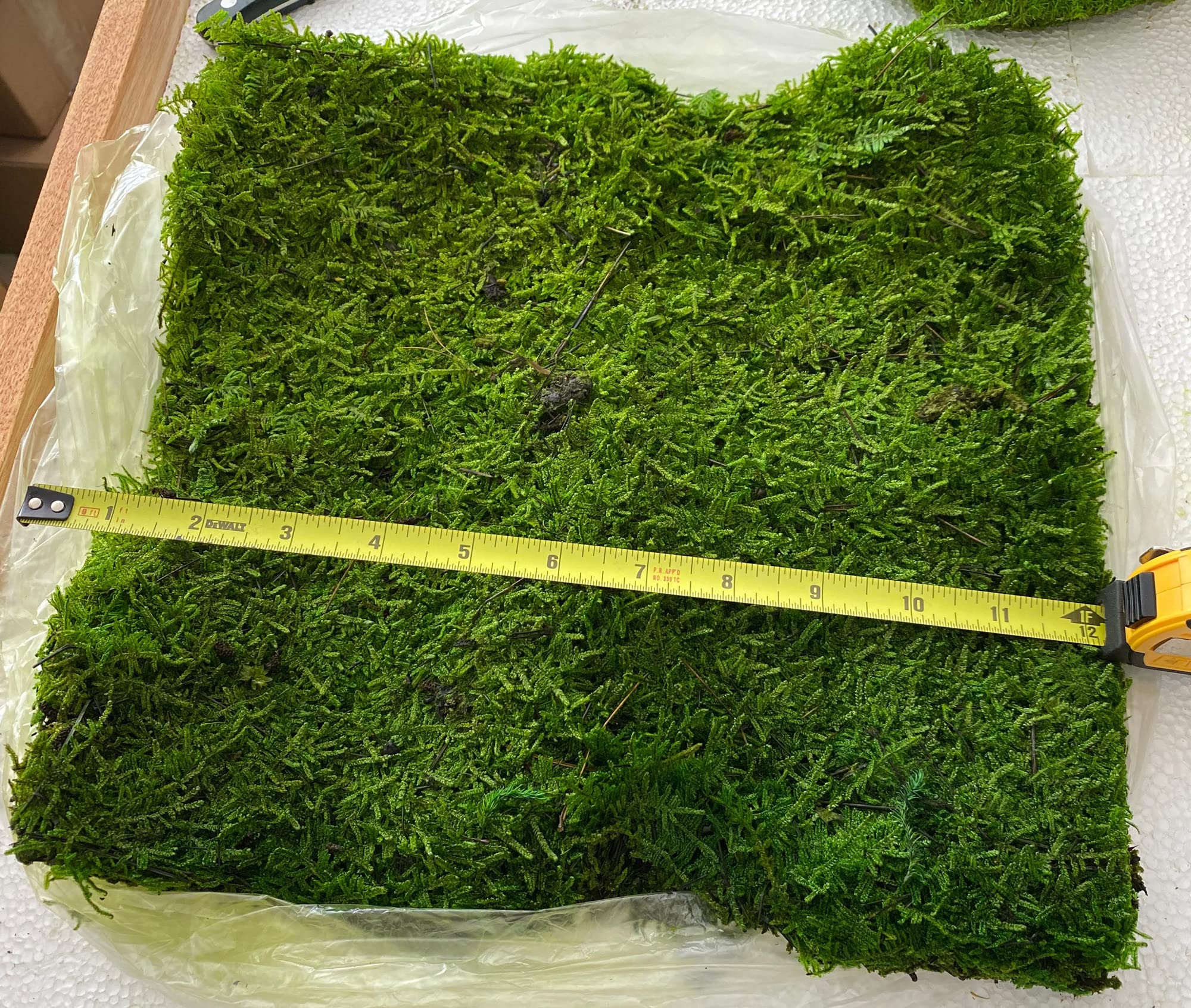 prefleur Preserved Sheet Moss Natural Green Decorative Real