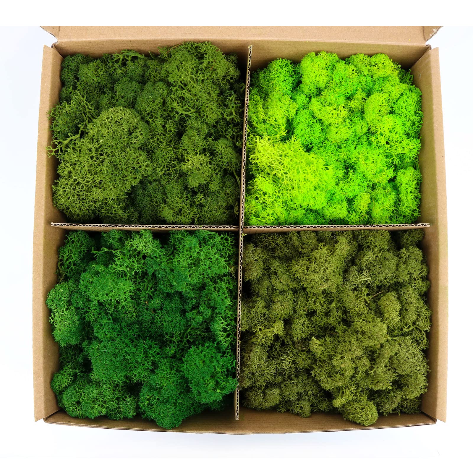 Preserved Moss 4 Color Reindeer Moss, Total 14OZ Each Color 3.5OZ, Colored  Moss for Moss Crafts, Moss Wall, Home Office Artistic Decoration Forest  Green/Yellow Green/Leaves Green/Grass Green color mix green