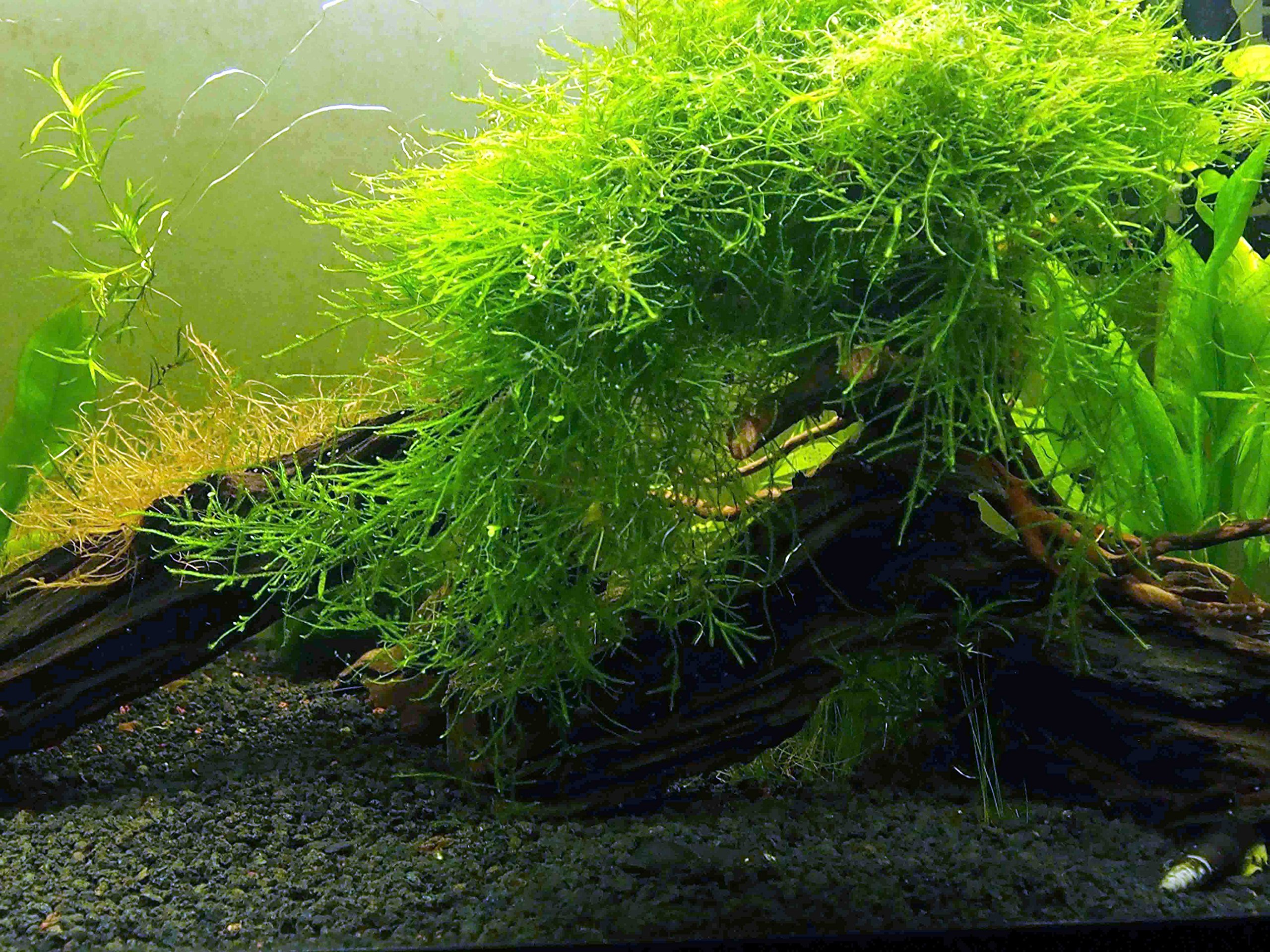 Aquatic Arts Java Moss (Large 25 Square Inch Portion) Freshwater
