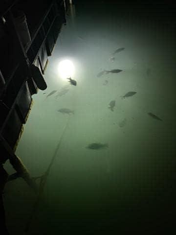 Green Dock 15000 Lumen LED Underwater Fishing Light with 110VAC Adapte