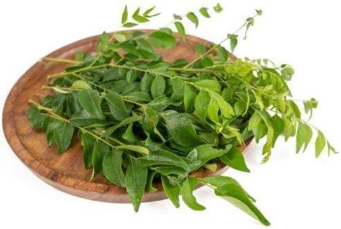 veenas Fresh Curry Leaves Natural Curry Leaves Aromatic Leaves