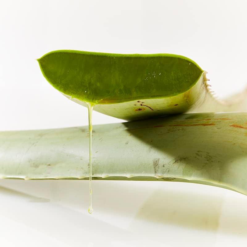 frostharte agaven Agave Frosty Blue