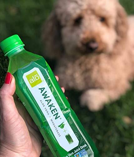ALO Aloe Vera Juice Drink - AWAKEN with Wheatgrass | 12-Pack | 16.9 fl oz |  Plant-Based Aloe Pulp | Buy Now with Express International Delivery |  GoSupps.com