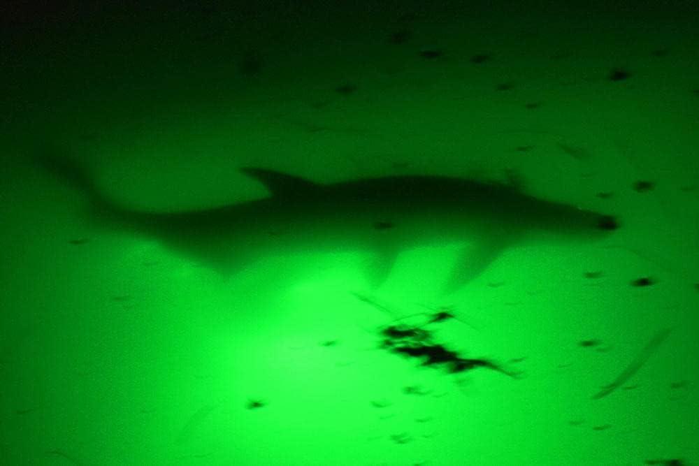 Green Blob Underwater Fishing Light LED 15000 Lumen Battery Powered 12v  Snook for sale online