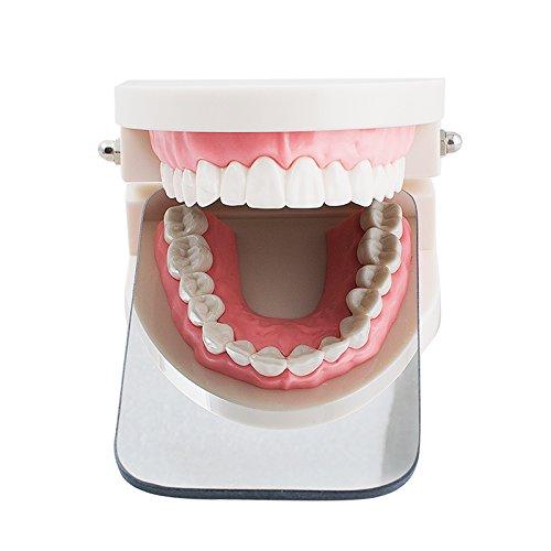 Dental Intraoral Rhodium Plated Double-Sided Glass Photographic
