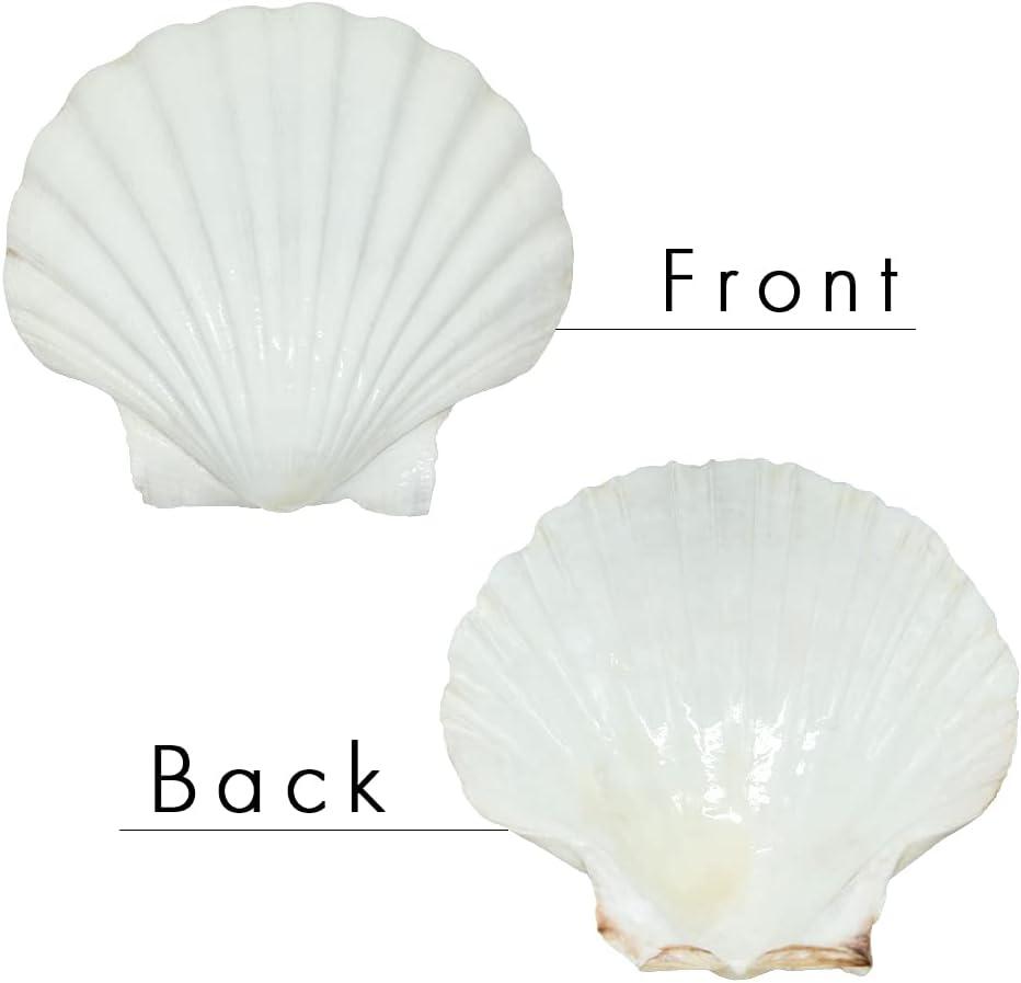 10PCS Large Natural Scallop Shells, 4''-5'' Large Shell for Crafts, DIY  Painting, Baking and Beach Wedding Decorations - Large White Seashells Bulk