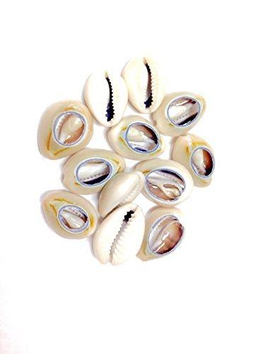 12pcs Sea Shell Cowrie Rasta Dreadlock Hair Beads for Braiding ...