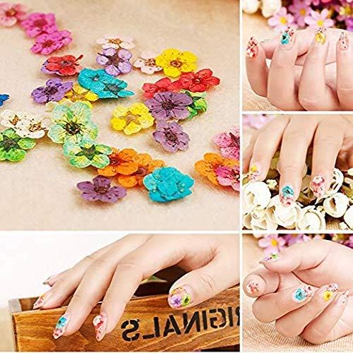 36 Grids Nail Dried Flowers, 3D Real Encapsulated Nail Pressed Flowers for  Nail Art & Resin Craft DIY,Preserved Fresh Flower&Gypsophila paniculata :  Amazon.ae: Beauty