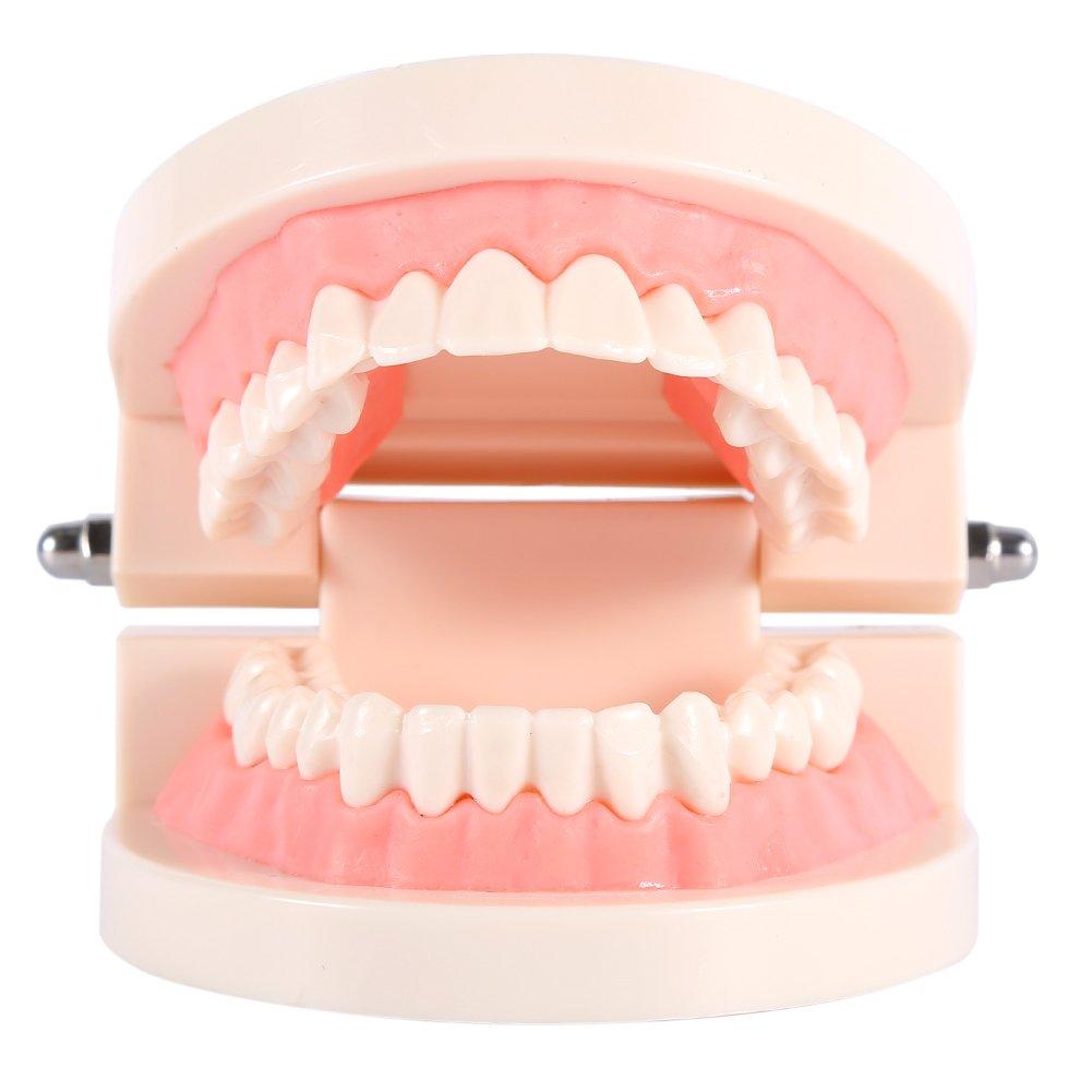 Tooth Model for Children - PVC Industrial Dental Teaching Aids 1 Piece ...