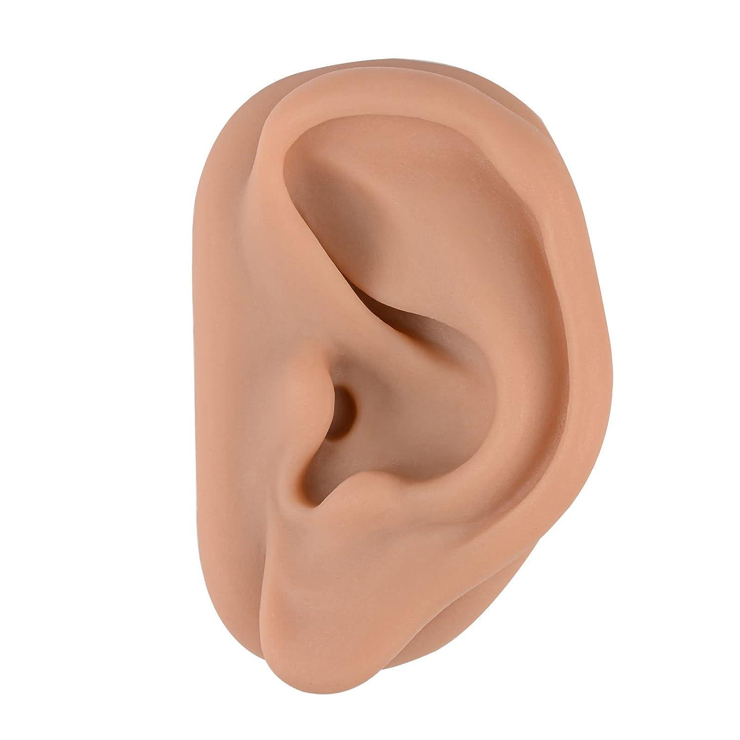Acupuncture Ear Model Left Artificial Ear Replica for Auricular Therapy