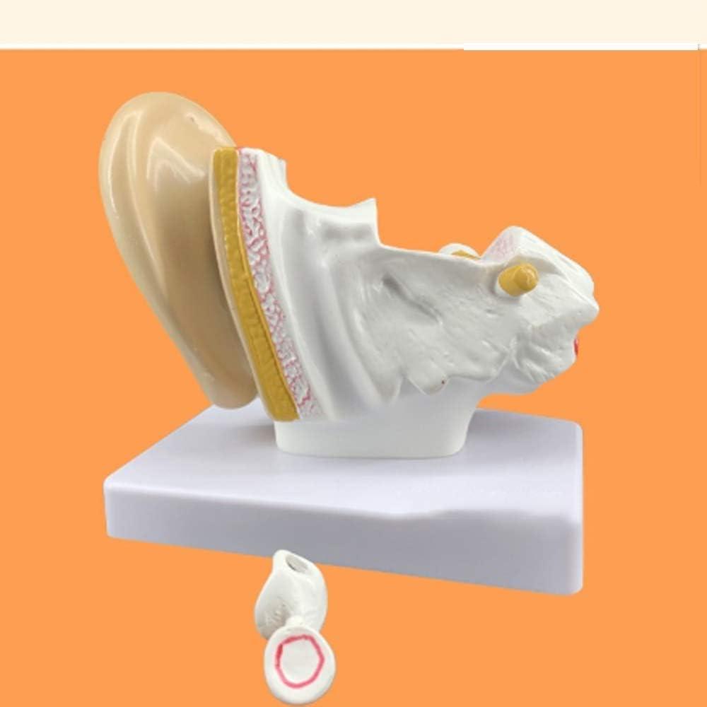 Ear Anatomy Template Ear Articulation Simulation Template (External ...