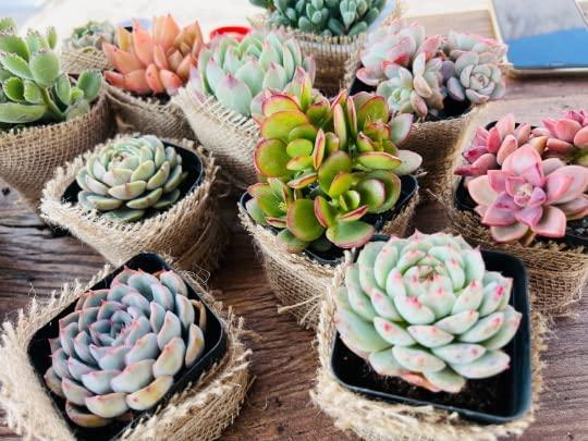 5 Pack Assorted Live Succulent Plants in 2 Starter Planter - Rare Small  Indoor House Plants for Home Garden Decor - DIY Gift Set | Buy Now with  Express International Delivery | GoSupps.com