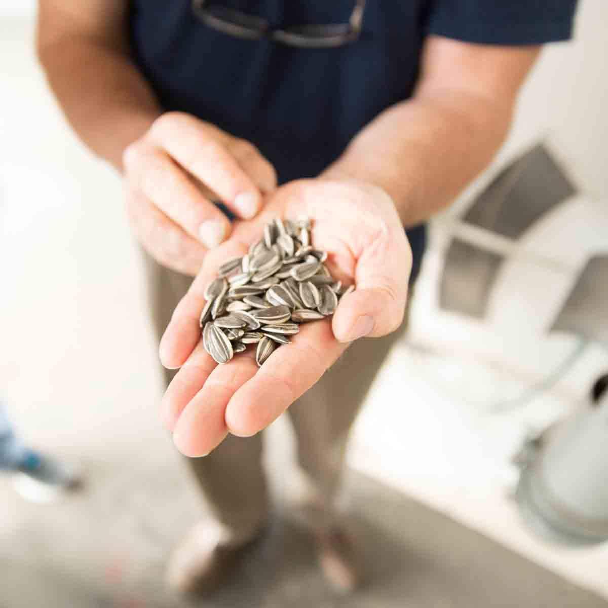 Spitz Sunflower Seeds, Cracked Pepper, 6 Oz (Pack of 9)