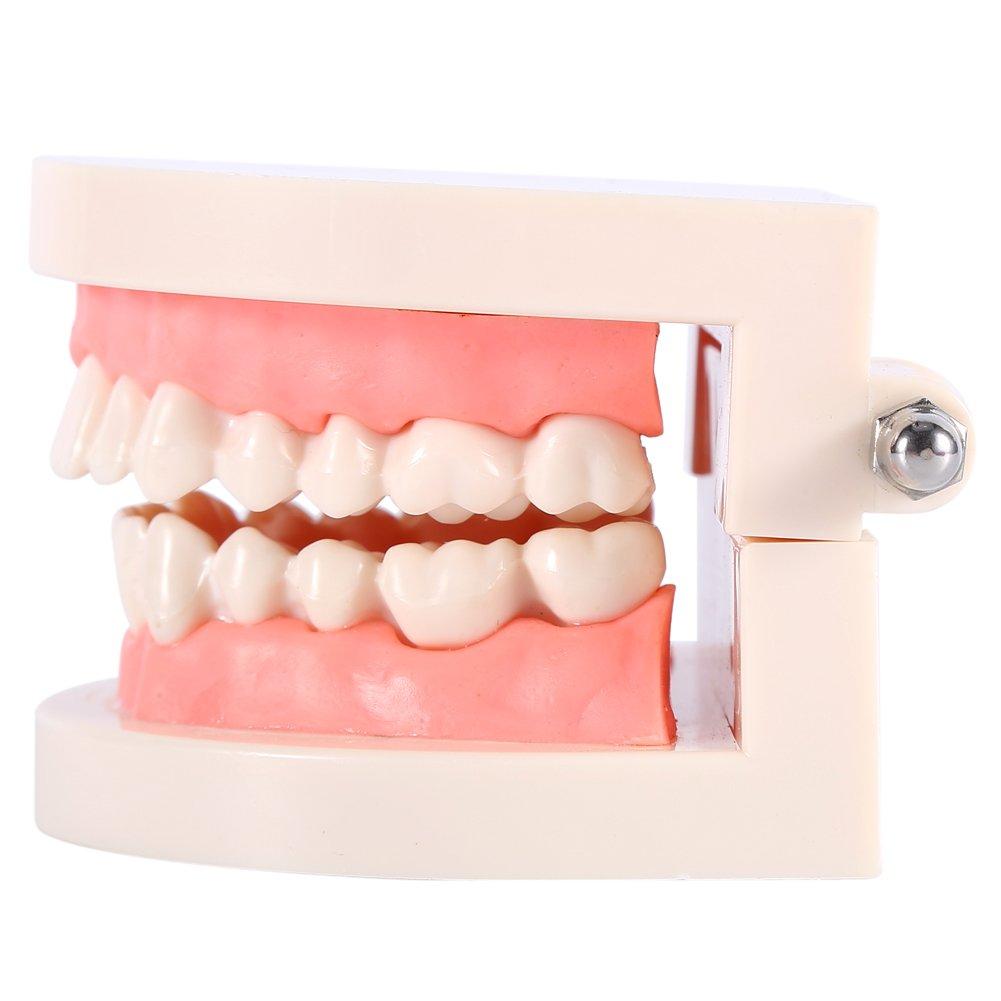 Tooth Model for Children - PVC Industrial Dental Teaching Aids 1 Piece ...