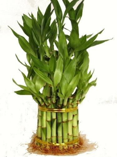 Lucky Bamboo - Individual Bamboo Sticks from ; Our lucky  bamboo stalks are selected from the Taiwan species which are stronger and  thicker when compared to the more commonly sold China species.