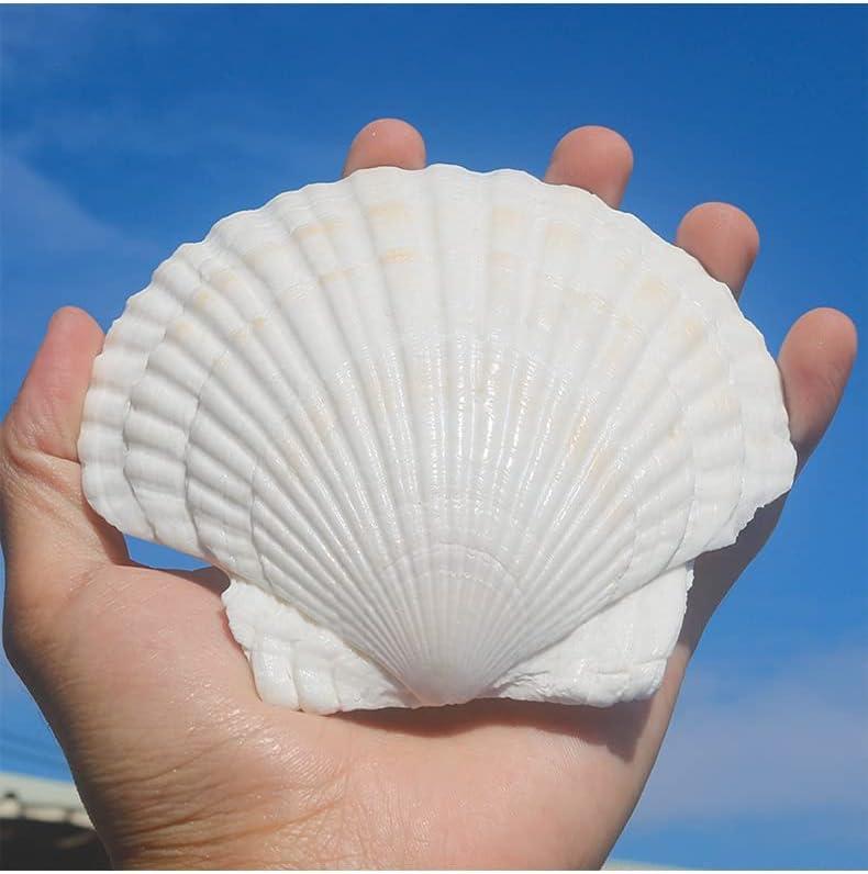 Scallop Shells for Crafts Natural Seashells for Serving Food Large