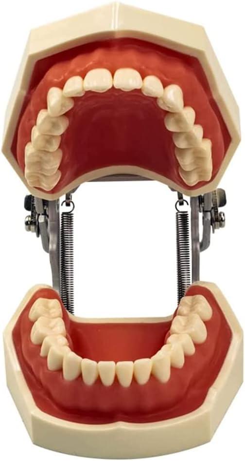 Uigjiog Dental Model - Rubber Teeth Model with 32 Removable Teeth for ...