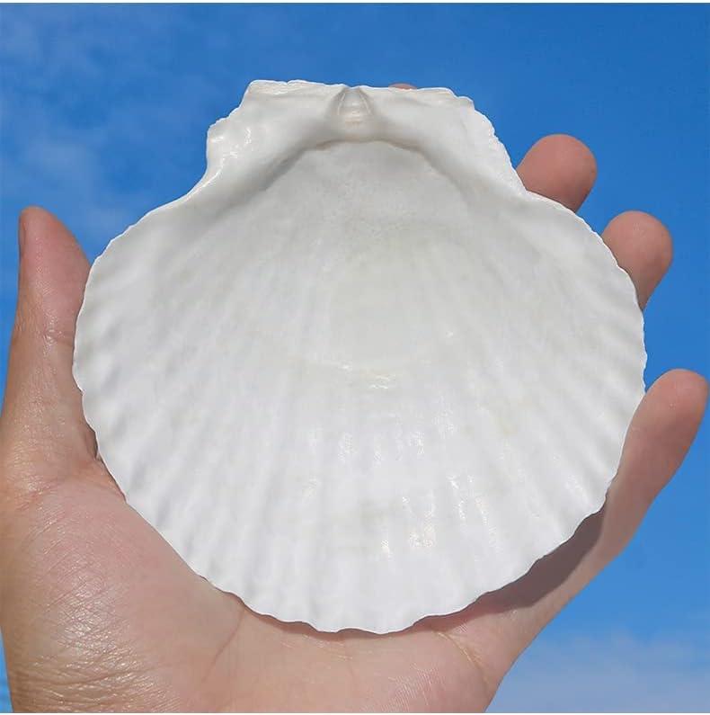  HOHUCRAB 6pcs 4-5inch Scallop Shells, Natural Large Scallop,  Sea Shells for Crafting, Seashells Beach Decorations for Home, Beaching  Wedding Decoration : Home & Kitchen