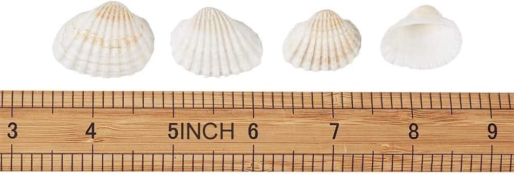 SEAJIAYI Small Tiny Sea Shells White Clam Bulk Natural Seashell for DIY Craft Home Decor Vase Fillers?