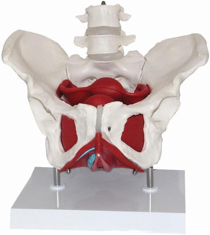 Female Pelvis Model Life Size Pelvic Floor Muscle Repair Bladder Vagina Accessory Structure Anatomy Model With Pelvic Floor Muscles Colored - View #2