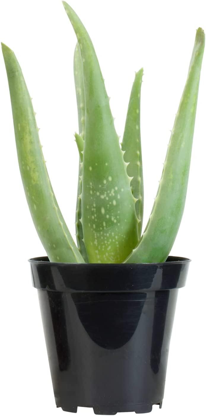 Live Aloe Vera Succulent Plant in 3.5 Inch Pot by Plants for Pets - Indoor  House Plant | Buy Now with Express International Delivery | GoSupps.com