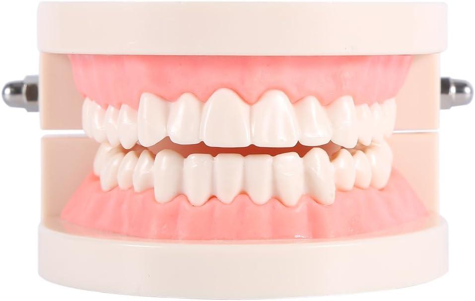 Syrisora 1 Piece PVC Tooth Model - Dental Teaching Aid for Kids ...