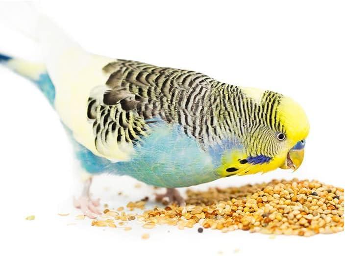 Healthy Bird Food for Budgies: 10 Must-Feed Items Your Pet Craves