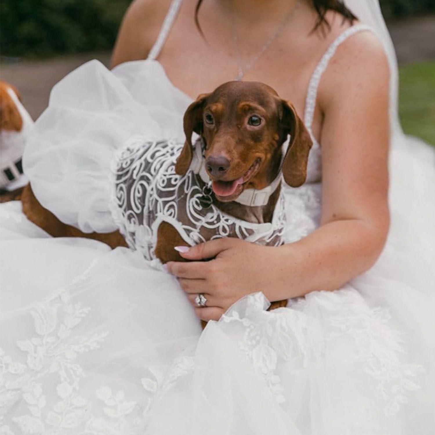 Wedding Dress Puppy Dresses Buy Online Hollow Dog Wedding Dress