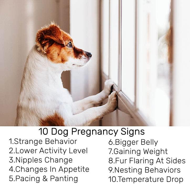 How to check dog pregnancy sales at home