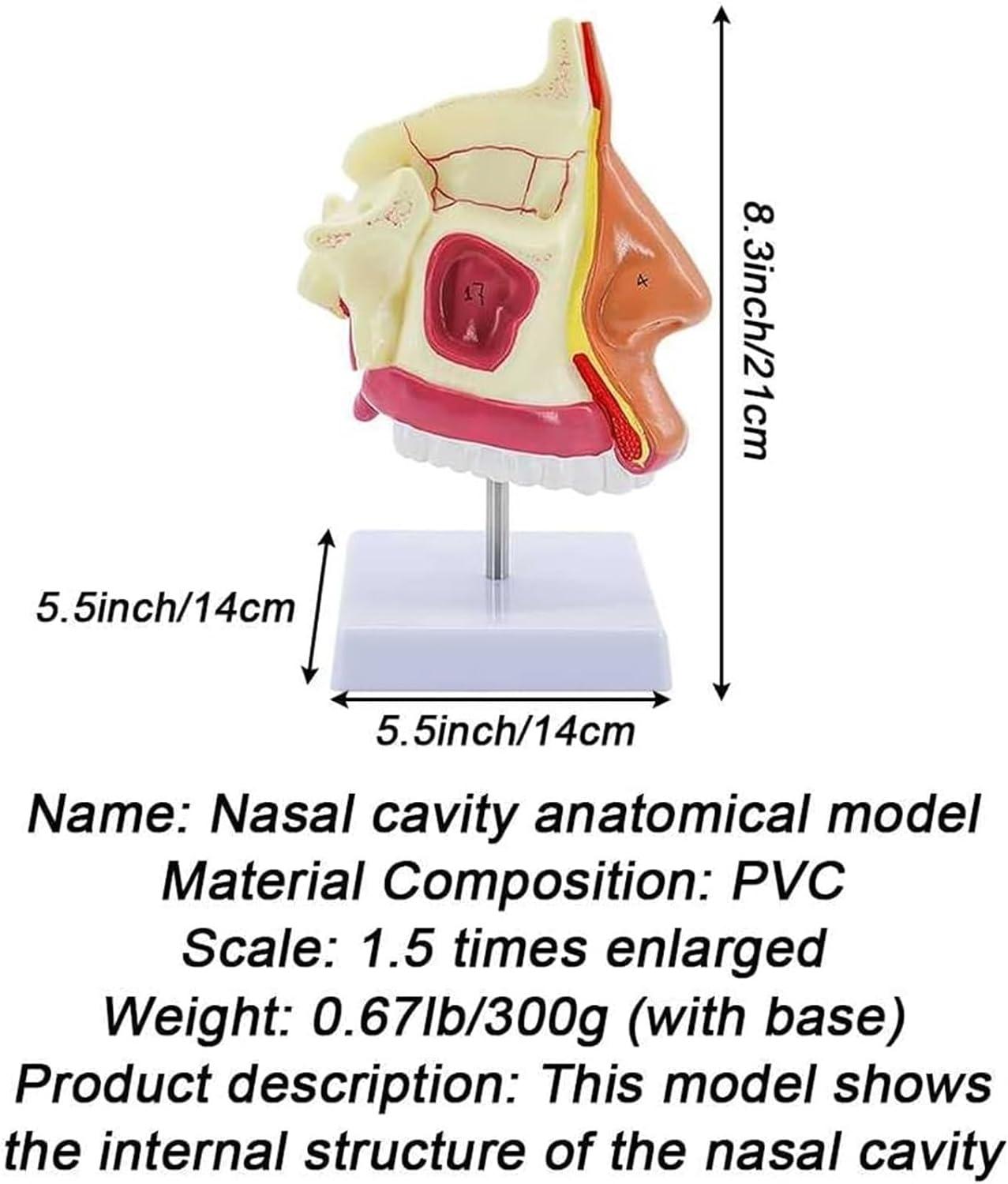 Structure of the nasal cavity deals