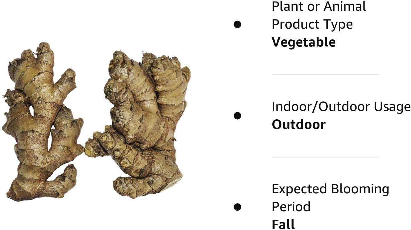 Live 10 Rhizomes of Edible Ginger Roots Zingiber Zingiber Officinale