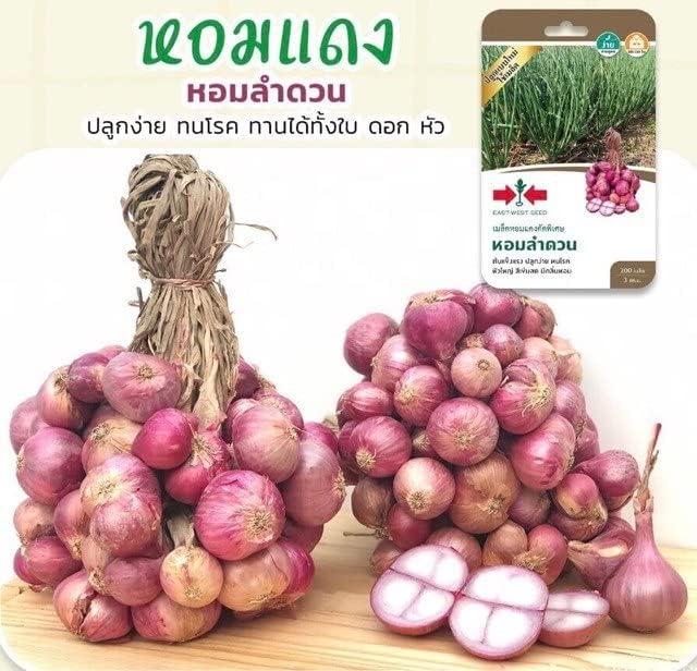 Premium Thai Onion Shallot Seeds HighQuality Seeds for Home Gardening