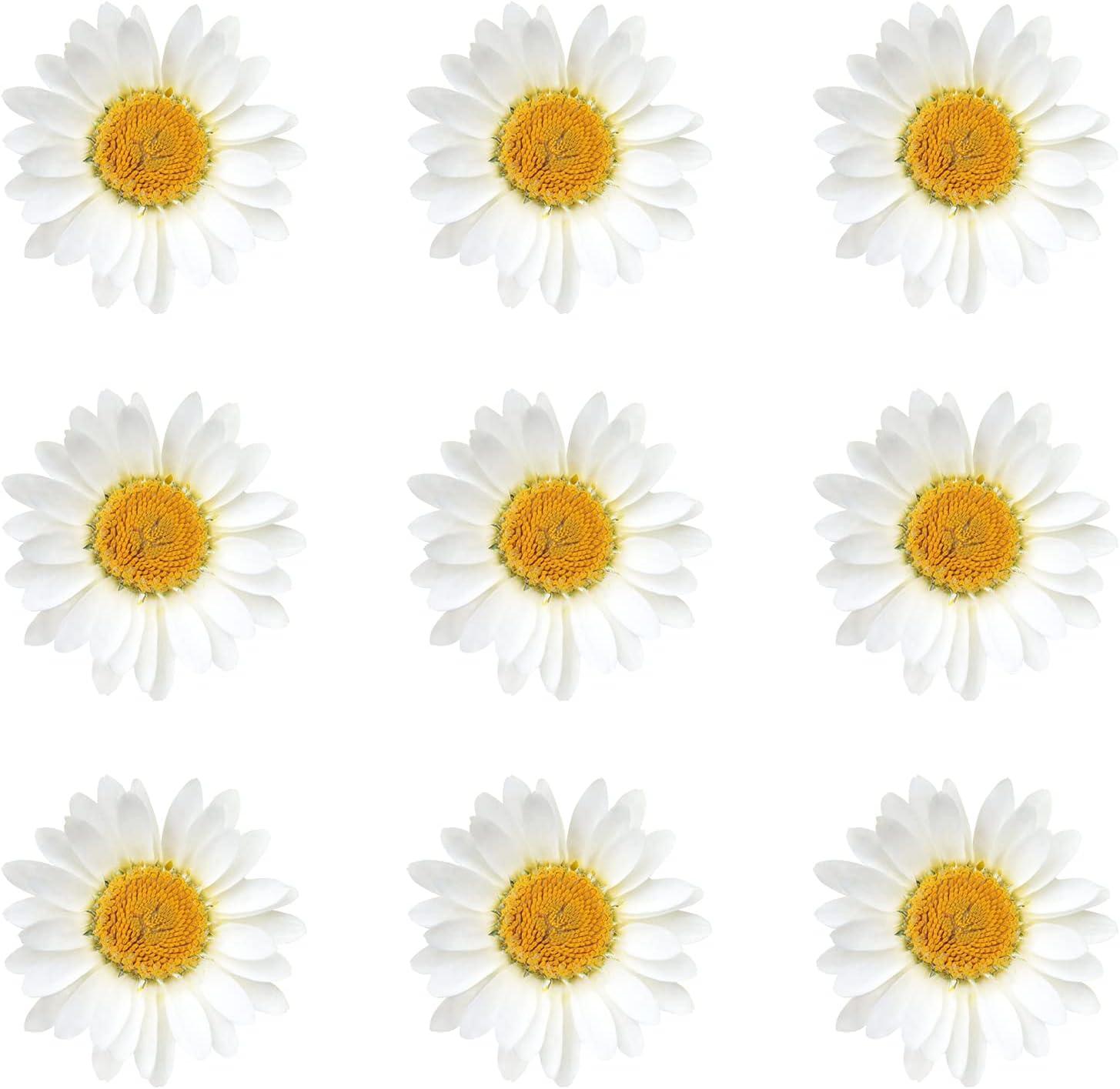 120 Pieces Real Dried Daisy Flowers Natural Dried Daisies DIY Dry