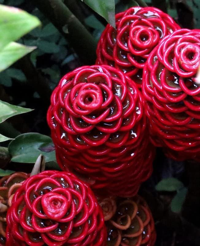 Shampoo Ginger Lily Plant Rhizomes Red Pinecone Ginger Roots (5 Pack)