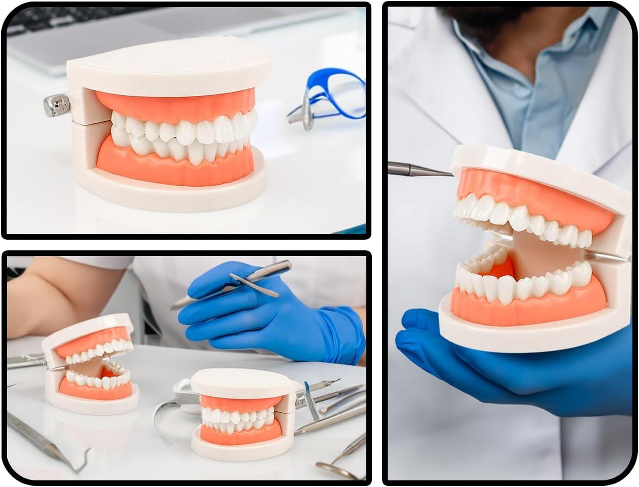 KAPSING Denture Model Standard Dentist Toy for Teaching Kids How to