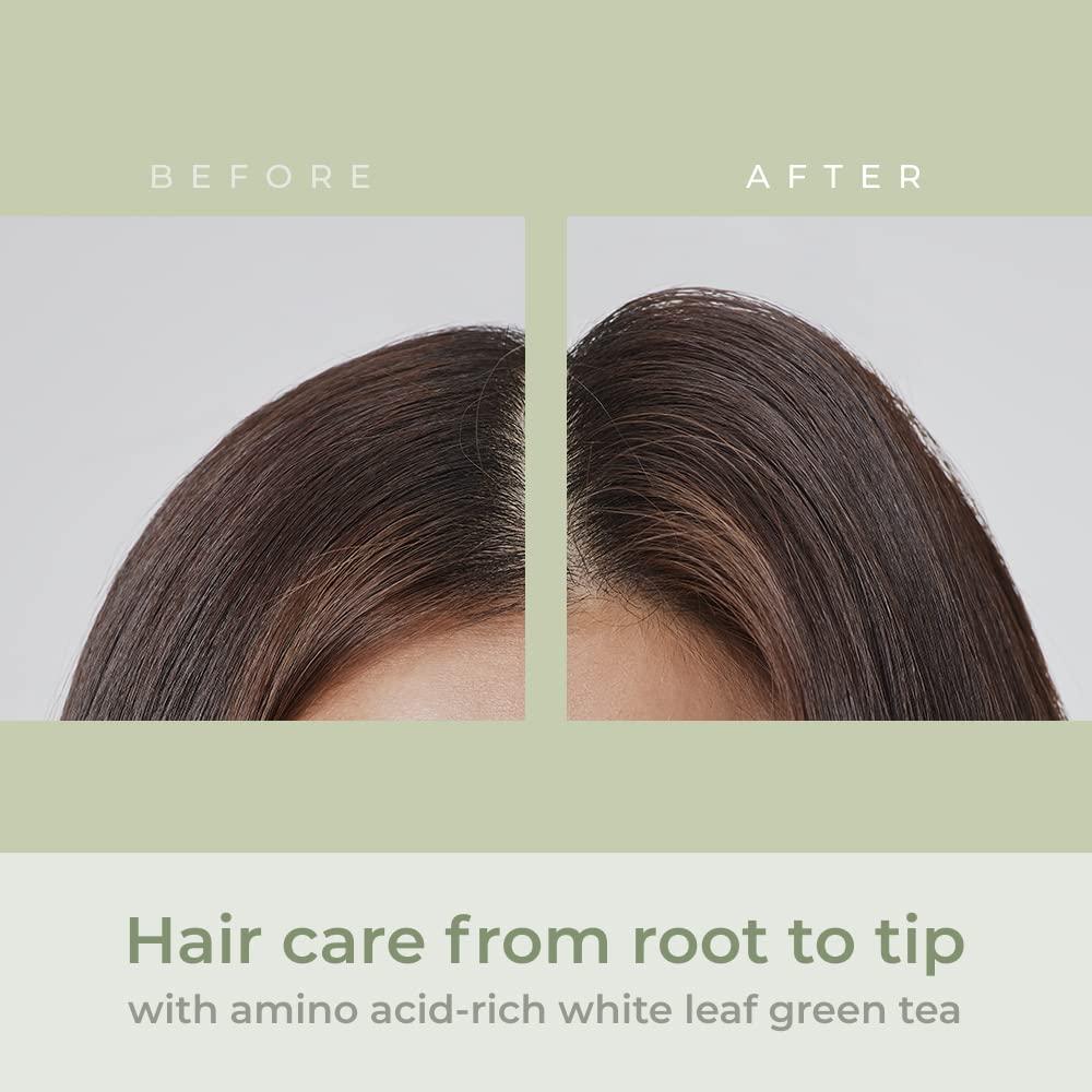AMOS PROFESSIONAL The Green Tea Shampoo Refresh [For Oily Scalp]   (500g) | Anti-Thinning and Anti- Hair Loss Shampoo for Hair Growth and  Cleanse Excess Sebum | Korean Hair Salon Brand Refresh -