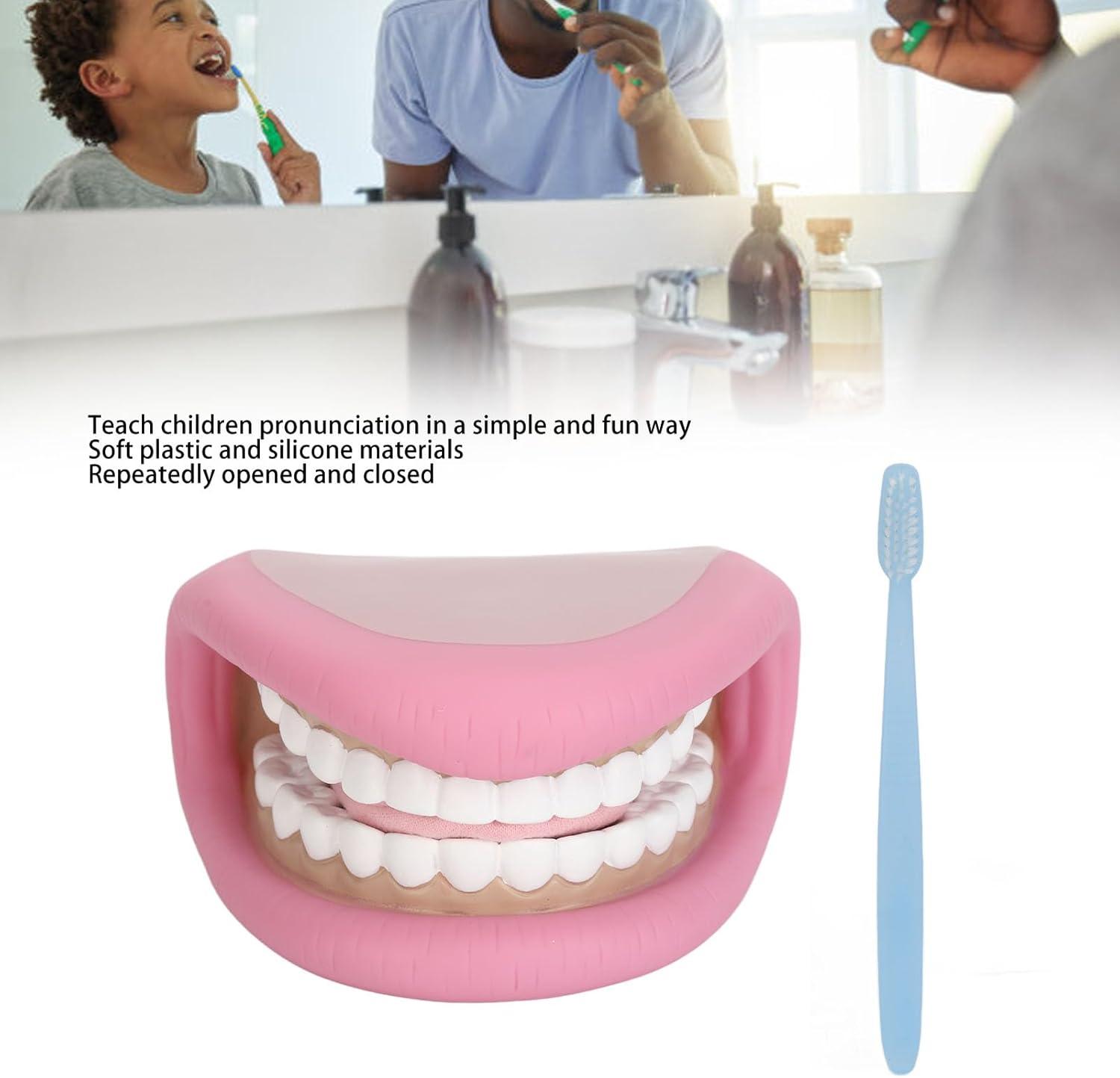 Model Teeth with Tongue - 28 Teeth Children's Tooth Model for Dental ...