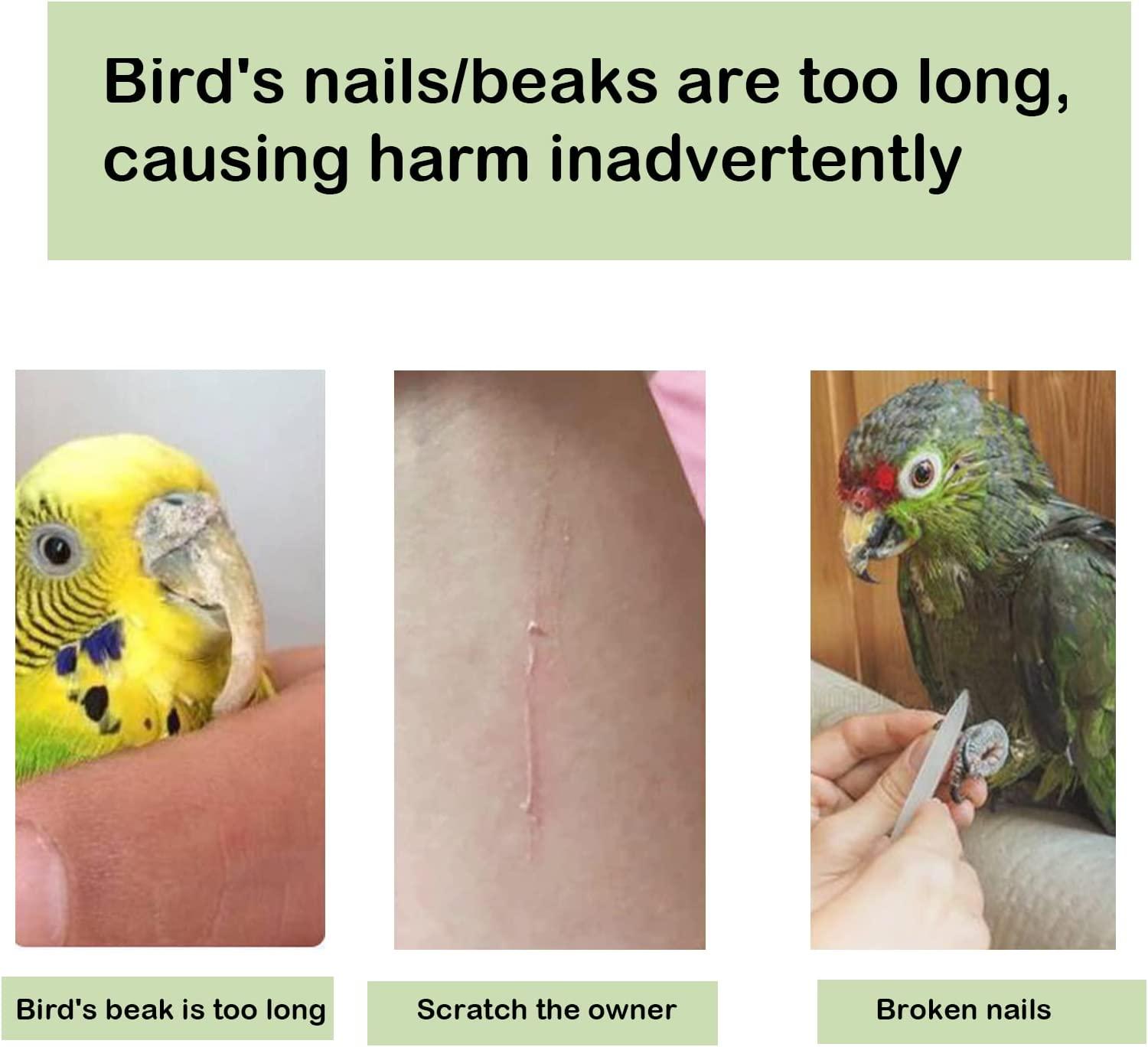 Foot Pain After Nail Clipping | Parrot Forum 🦜 Parrot Owners Community